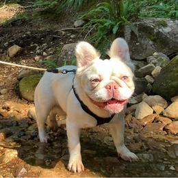 Milkie - French Bulldog