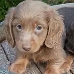 Lindt - Fawn (isabella) and tan male Dachshund puppy in Dayton, Ohio from LUXEYPUPS