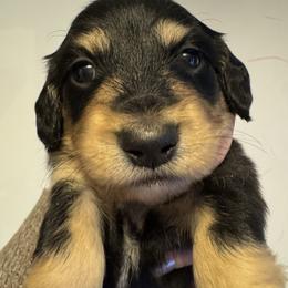 Taco Bell - Black and cream male Dachshund puppy in Knoxville, Tennessee from East TN Dachshunds