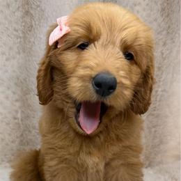Dream - Red female Australian Labradoodle puppy in Upland, California from Kings Labradoodles