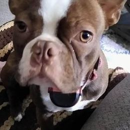 Boston Terriers from Shadow Town Boston's