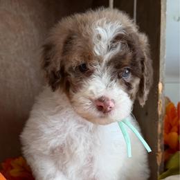 Cozy - Brown and white female Bernedoodle puppy in Gilbert, Arizona from The Berne Barn... it’s a Doodle thing!