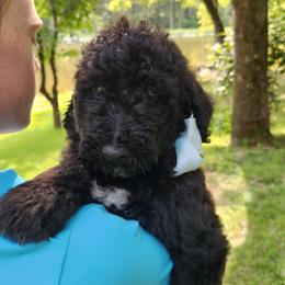 Max - Black and white male Bernedoodle puppy in Columbia, Missouri from Silver Creek Pups