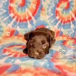 Murphy - Liver male Miniature Schnauzer puppy in Happyland, Oklahoma from Fraizer Farms