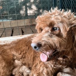 Honey - Goldendoodle