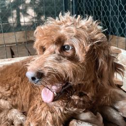 Honey - Goldendoodle