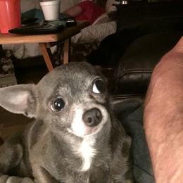 Boo Boo - Chihuahua