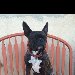 Boston Terrier, Companion Cross, and French Bulldog Puppies from High Plains French Bulldogs,Boston Terriers and Frenchtons.