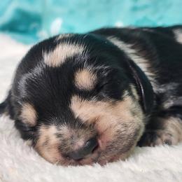 Trailmix - Dapple male Dachshund puppy in Mount Sherman, Kentucky from Kaleidoscope Dachshunds and Whippets