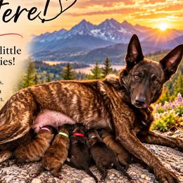 Dutch Shepherd puppies from North Mountain Dutch Shepherds