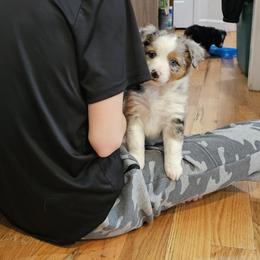 Miniature Australian Shepherd Puppies from Carter's Cuties
