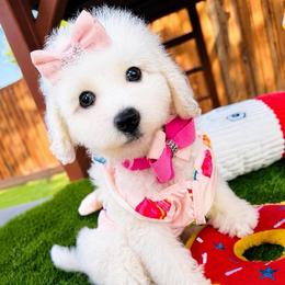 SKY - White female Maltipoo puppy in Sugar Land, Texas from Celebrity Maltipoos