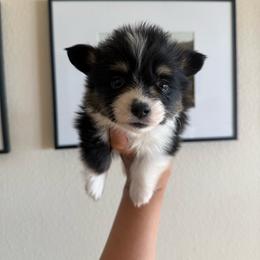 Boone - Black and tan male Pembroke Welsh Corgi puppy in Red Bluff, California from Wilder Ranch Corgis