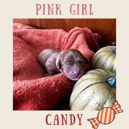 Candy - Red Cavapoo puppy in Columbus, Ohio from FamilyOodles