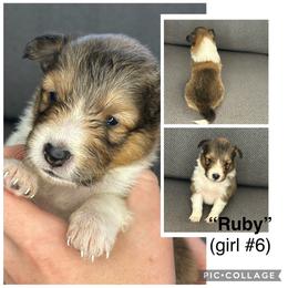Ruby - Sable and white female Shetland Sheepdog puppy in Aumsville, Oregon from Porter Creek Kennels