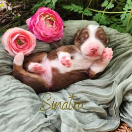 Sinatra - The Charmer - Red tri-color male Australian Shepherd puppy in Pittsville, Wisconsin from Match Dot Pup