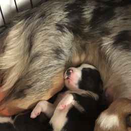Border Collie Puppies from Burke BC’s