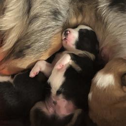 Border Collie Puppies from Burke BC’s