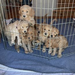 Goldendoodle Puppies from Puppies of the West