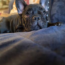 Girl 3 - Black female French Bulldog puppy in Crane, Missouri from James River French Bulldogs
