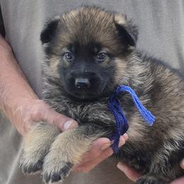 Boy 3 Blue - Sable male German Shepherd puppy in Lake George, Colorado from High Country German Shepherds