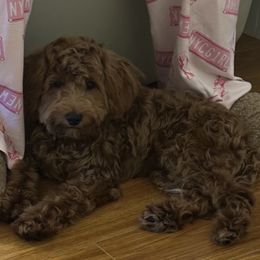 Oli - Goldendoodle