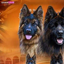 Gama - German Shepherd