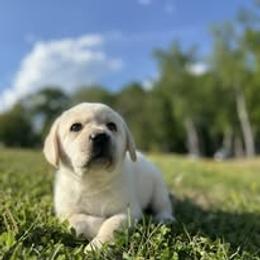Green Collar - Yellow male Labrador Retriever puppy in Davidsonville, Maryland from Freedom Ranch Labs
