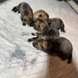 Green - Sable male German Shepherd puppy in Ottawa, Kansas from Weberhaus German Shepherds