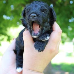 Hollyhock - Black phantom female Aussiedoodle puppy in Hopkins, Missouri from Mowry Creek Mini Aussiedoodles and More