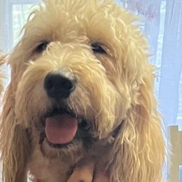 Molly - Goldendoodle