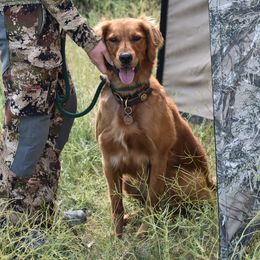 Golden Retrievers from Mountain Raised Retrievers