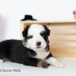 Cheese Stick - Black tri male Miniature Australian Shepherd puppy in Wooster, Ohio from Kari's Mini Aussies