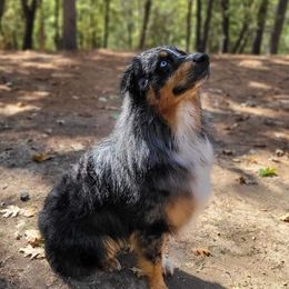 Briggs - Australian Shepherd