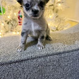 Merle Female charting 4 - Merle female Chihuahua puppy in Williamsburg, Virginia from PAWSitive Cheeky Chihuahuas