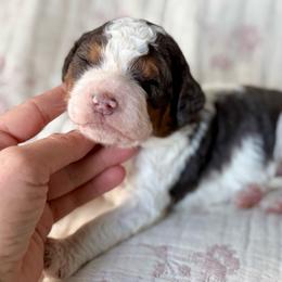 River (blue collar boy) - Tri-color male Bernedoodle puppy in Colorado Springs, Colorado from Mercy Mountain Bernedoodles