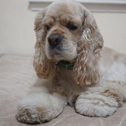 Cocker Spaniel All Grown Up from Once Upon a Time Cockers