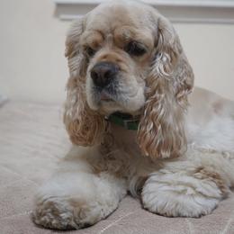 Cocker Spaniel All Grown Up from Once Upon a Time Cockers