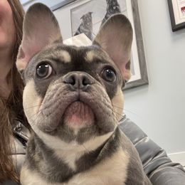 Gaia - French Bulldog