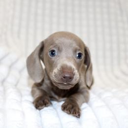 Cletus - Fawn (Isabella) male Dachshund puppy in Fairfax, Iowa from Grayson’s Lovable Dachshunds