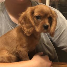 Cavalier King Charles Spaniel and Golden Retriever Puppies from Country Goldens and Mountain Top Cavaliers