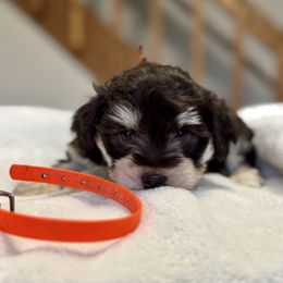 Orange puppy - Liver female Miniature Schnauzer puppy in Golden Ridge, Montana from Miniature Schnauzers