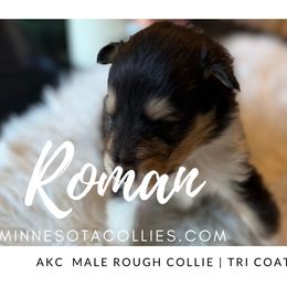 Roman - Black white and tan male Collie puppy in Plato, Minnesota from Minnesota Collies