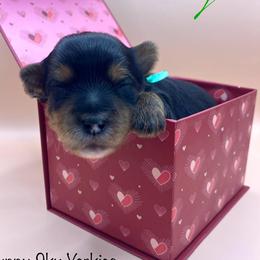 Banjo - Black and tan male Yorkshire Terrier puppy in Galesburg, Illinois from Sunny Sky Yorkies