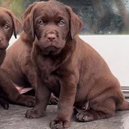 Labrador Retriever puppies from MochaLabradors
