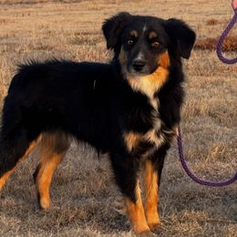 Kidd - Black tri female Miniature Australian Shepherd puppy in Kim, Colorado from KNJ Aussies