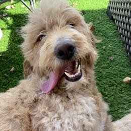 Goldendoodle All Grown Up from Goldendoodle AZ