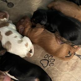 Cavalier King Charles Spaniels from CoLo Cavaliers