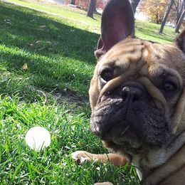 Boxers, French Bulldogs, and Tibetan Mastiffs from Hi Stand Boxers, Frenchies, & Tibetan Mastiffs