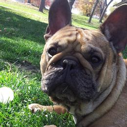 Boxers, French Bulldogs, and Tibetan Mastiffs from Hi Stand Boxers, Frenchies, & Tibetan Mastiffs
